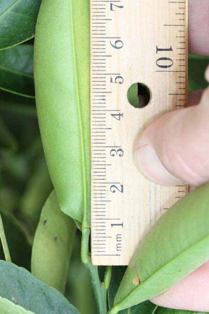              Unifoliolate leaf (Riverside, CA)       